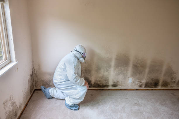 Best Basement Mold Remediation in Isle Of Palms, SC