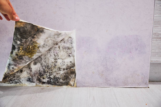 Best Residential Mold Remediation in Isle Of Palms, SC